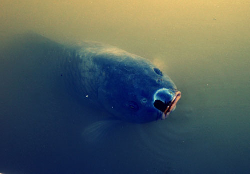 fish